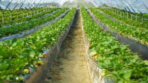 serre agricole